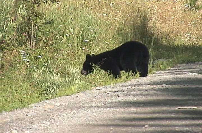 Bear scampering across road near Eagle Creek