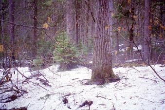 #1: Snow and wet and trees - the confluence