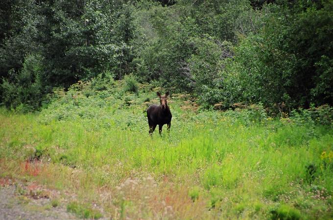 Moose beside Highway 29