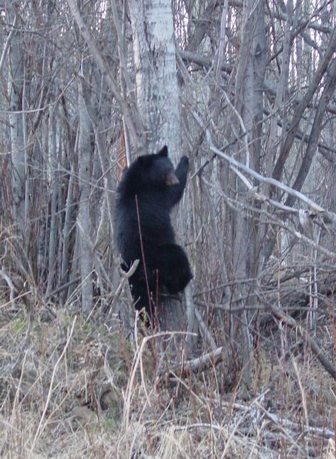 A black bear near the confluence.
