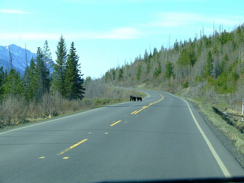 black bears crossing the highway 37 not far from the starting point of the hike