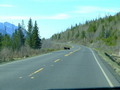 #10: black bears crossing the highway 37 not far from the starting point of the hike