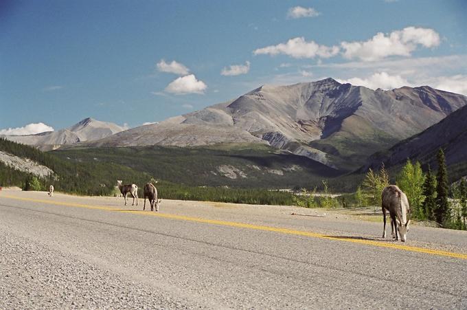 stone sheep on highway, with Mount St. George in the background
