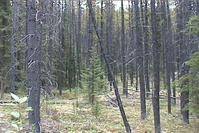forest, 2.91km to confluence