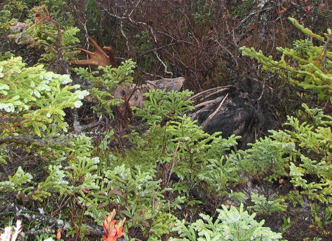 Dead moose we found on the return from confluence point.