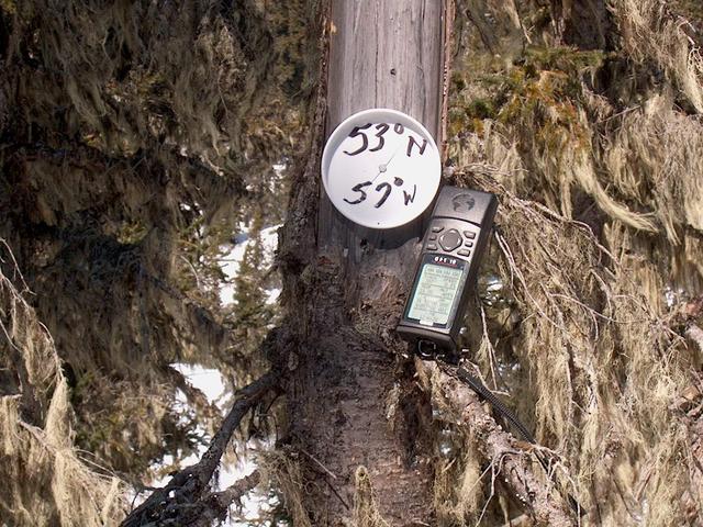 Marker on dead spruce tree at 53N57W.