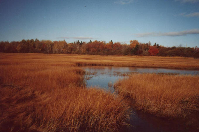 Autumn colours in a nearby salt marsh