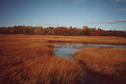 #4: Autumn colours in a nearby salt marsh
