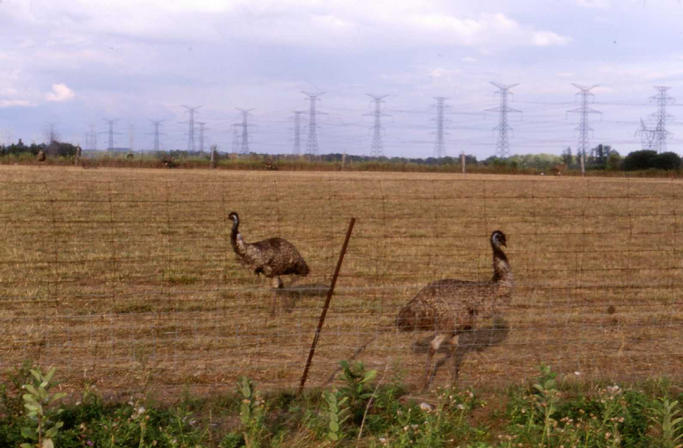 Emus at nearby emu and ostrich farm.