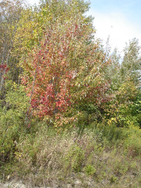 Red tree near confluence