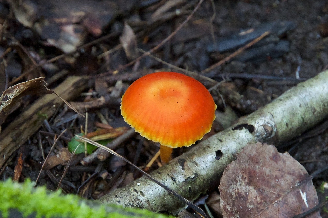 A colorful toadstool, seen during my hike