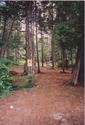 #8: Forest behind our campsite