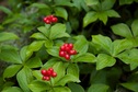 #9: A cluster of pretty berries, seen near the confluence point