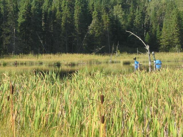Two "Ogopogo" with Baby; in pond beside highway 614 on way to Manitouwadge