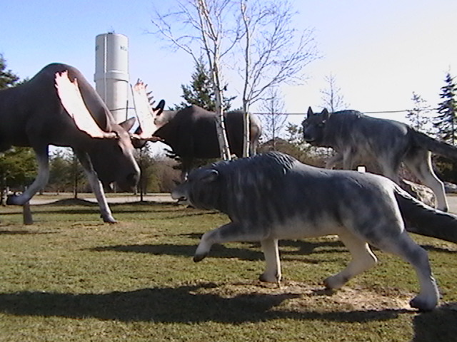 Wolves and moose at the Hearst Tourism Information Centre