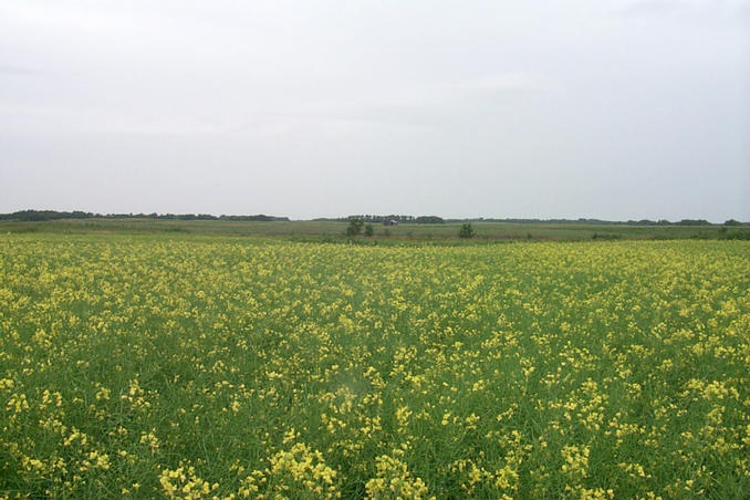 Looking north from the confluence point in a canola field.
