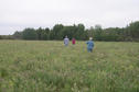 #4: Walking south through an alfalfa field towards the confluence situated beyond the trees.