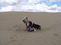 #8: Dogs on Dunes - Max and MacDuff.