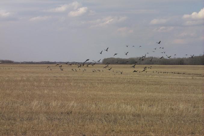 Great Blue Herons take flight from a stubble field. One of many flocks of migrating birds we saw.