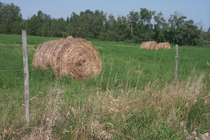 Hay bales in the adjacent field west of the confluence point.