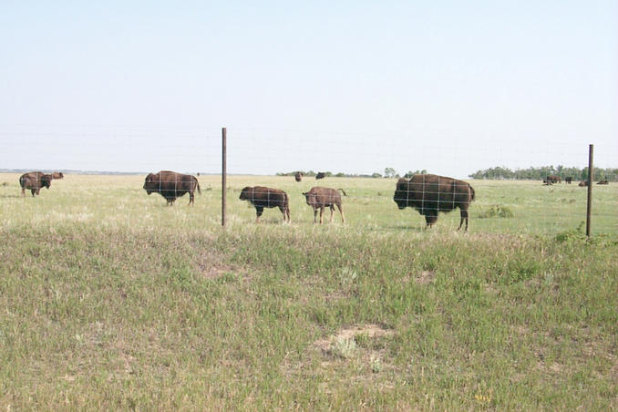 Bison seen along the way.