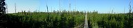 #7: Panorama showing the burned area with new growth