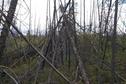 #2: The view east - burnt out forest.