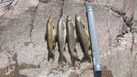 #8: 4 Lake trouts in about 15 minutes