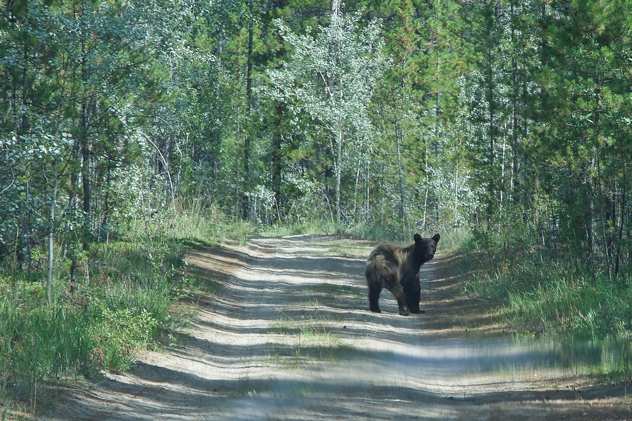 My encounter with a bear (on the dirt road, the previous day)