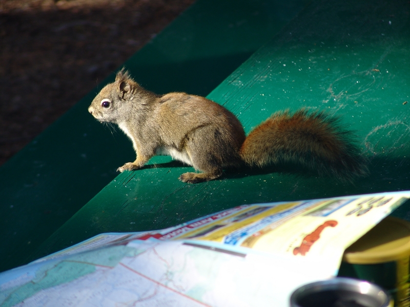 Squirl - Squirrel