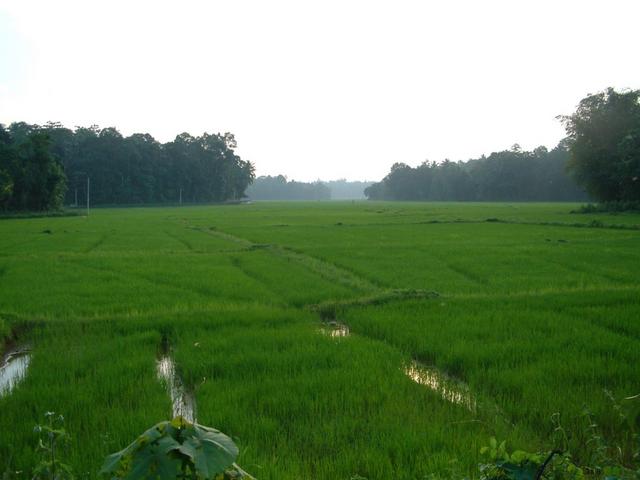 Paddy Field To North Of Confluence
