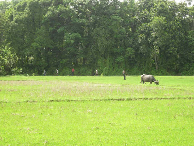 Cricket in the paddy fields by the CP - and why not?