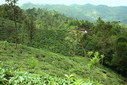 #2: The tea plantation where we started the hike - CP on the opposite hill behind the house