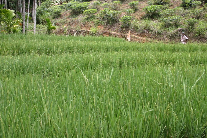 Paddy field down the slope to the south of the CP