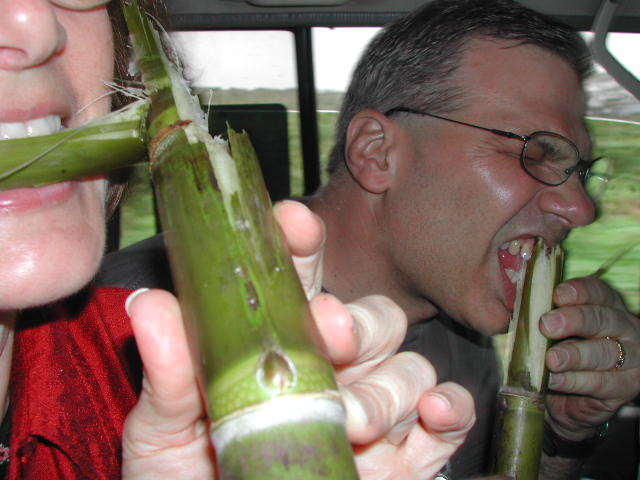 The Americans give the sugar cane a try
