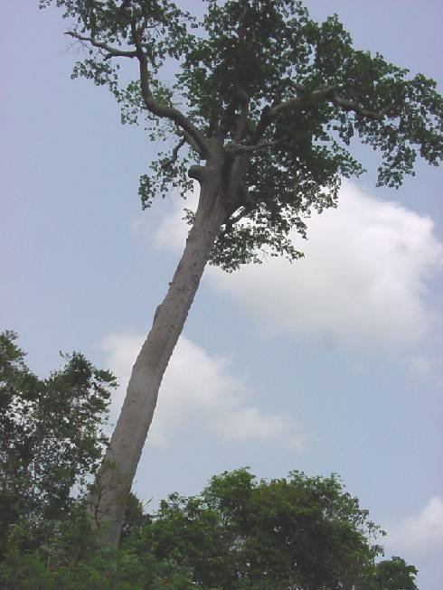 One of the last giant remnants of the rain forest in Côte d'Ivoire