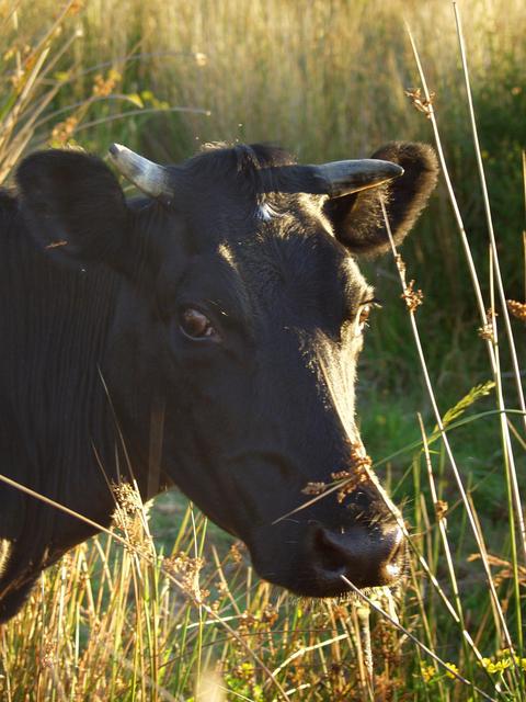 Cow in the next field