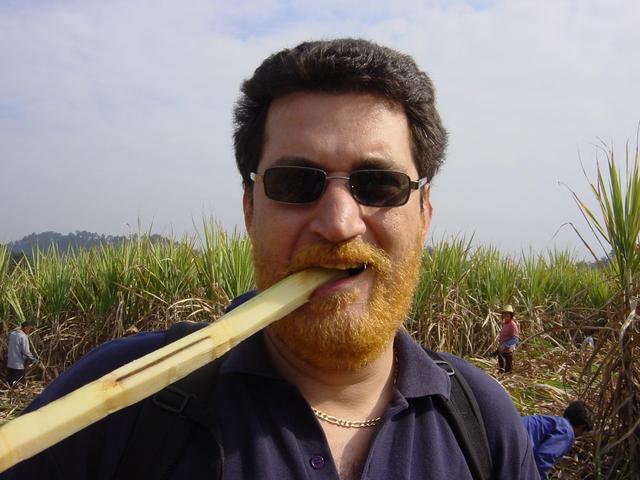Tony taste-testing the sugar cane