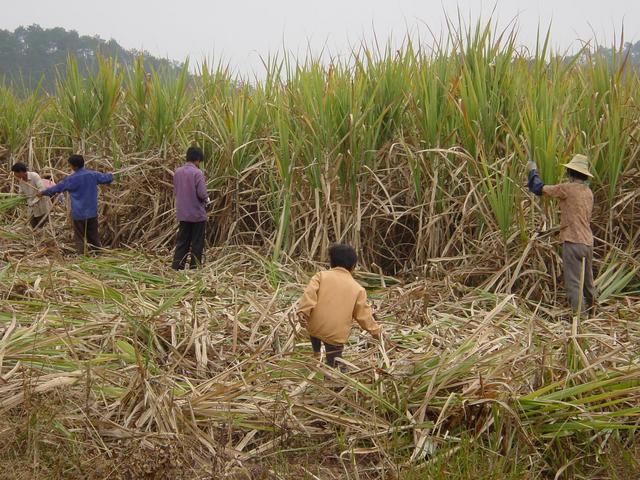 Peasants harvesting sugar cane, within a few dozen metres of the confluence