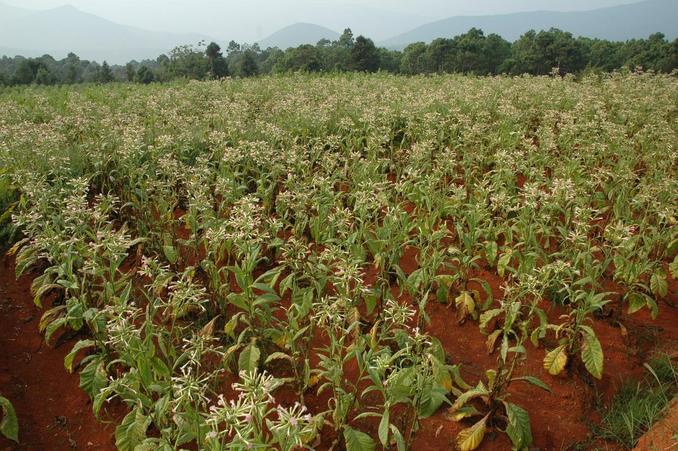 Flowering tobacco plants