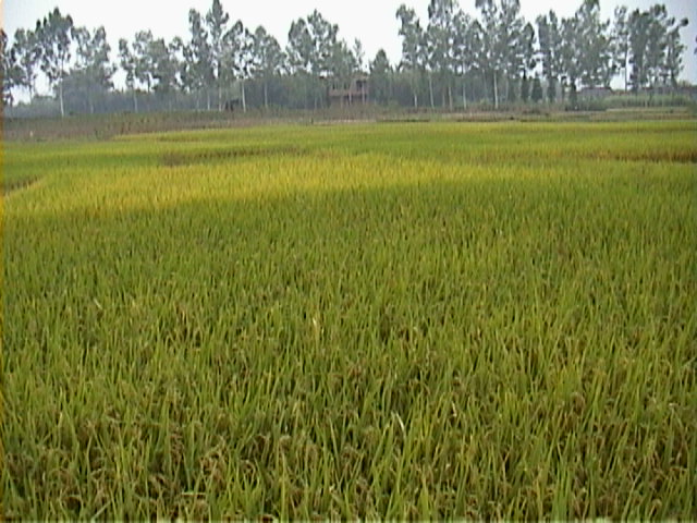 More Rice Looking West