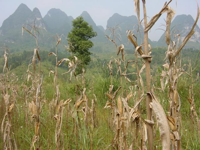 Ghostlike cornstalks, with the tall karst mountains providing an eerie backdrop