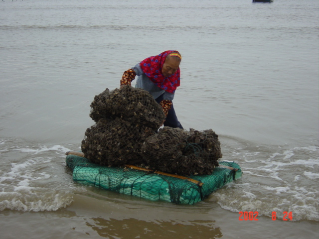Large rectangular slabs of styrofoam are used to ferry bag loads of oysters from boat to shore.