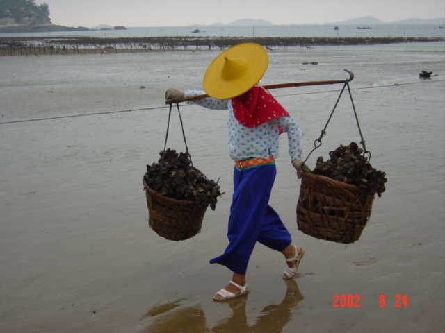 Oysters are carried on a shoulder yoke a short distance across the beach to a processing centre.
