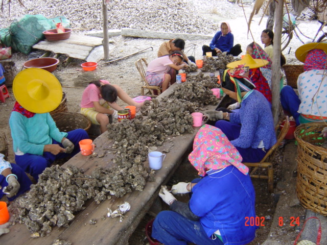 Many local women, both young and old, busy extricating the flesh from the shells.