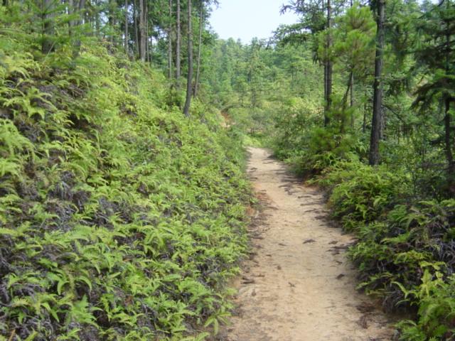 Path along fern-covered hilltop