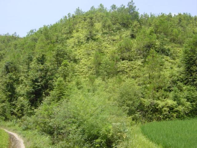 Confluence on hillside, near top