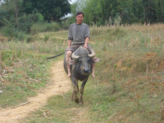 A farmer Approaching riding his Ox
