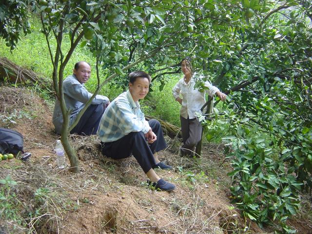 People at top of mandarin orchard, 350 metres west-southwest of confluence