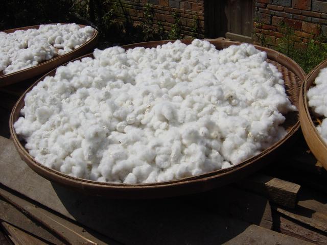 Cotton drying in the sun